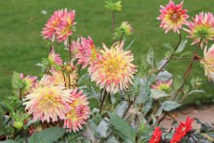6 jardin Eveque (5)